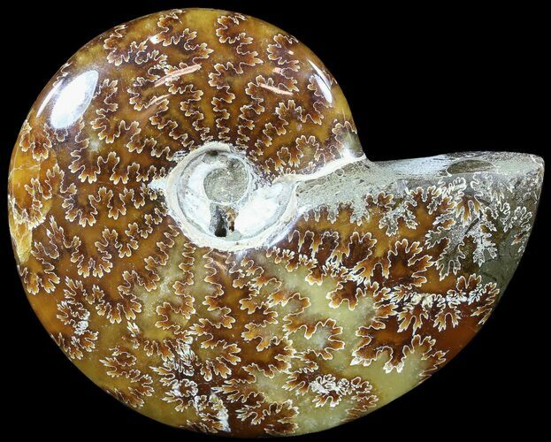 Polished, Agatized Ammonite (Cleoniceras) - Madagascar #54725